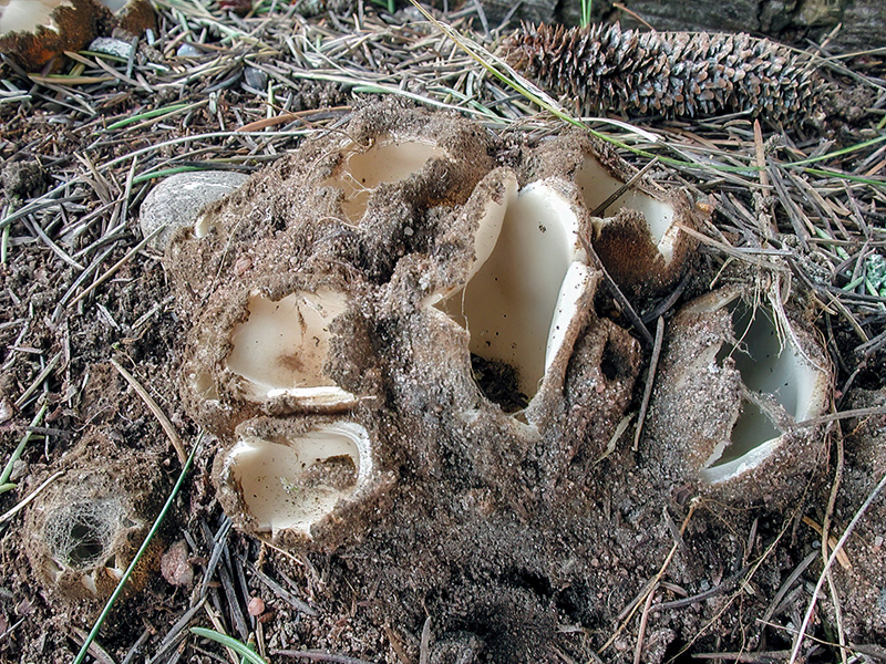 Geopora sumneriana