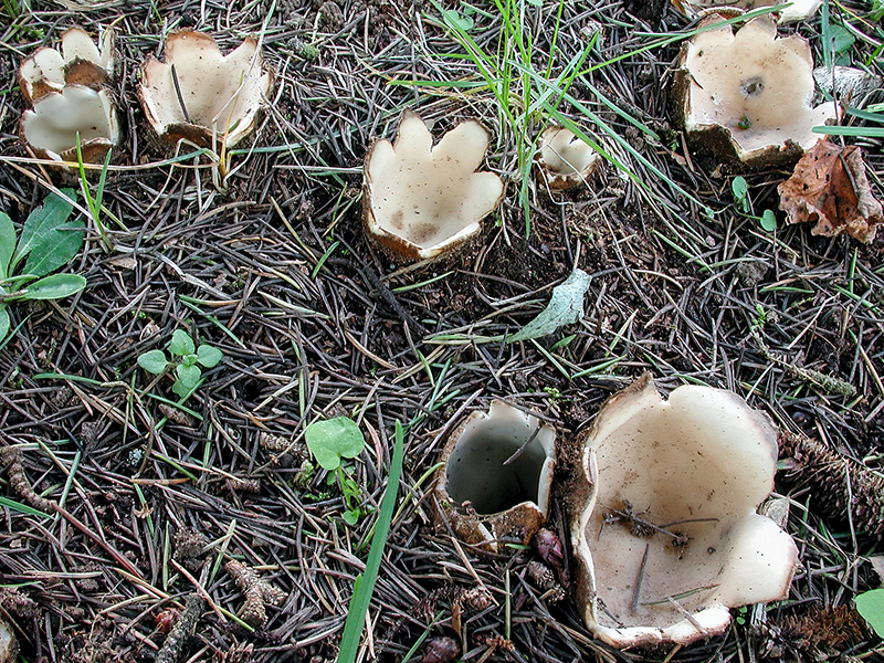 Geopora sumneriana