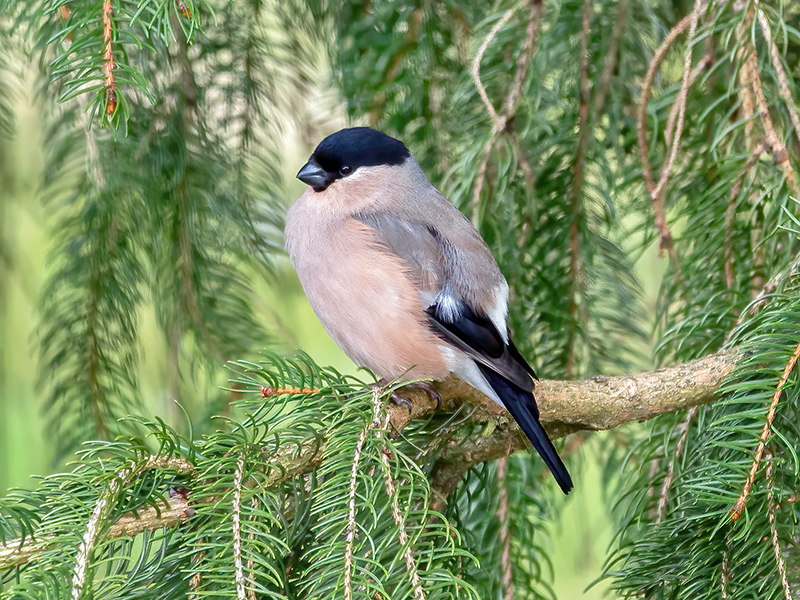 Gimpel (Weibchen)