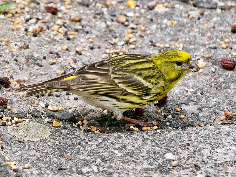 Girlitz (Männchen)