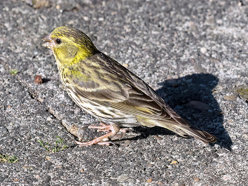 Girlitz (Weibchen)
