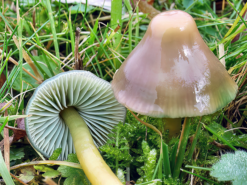 Gliophorus psittacinus
