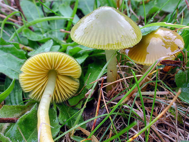 Gliophorus psittacinus