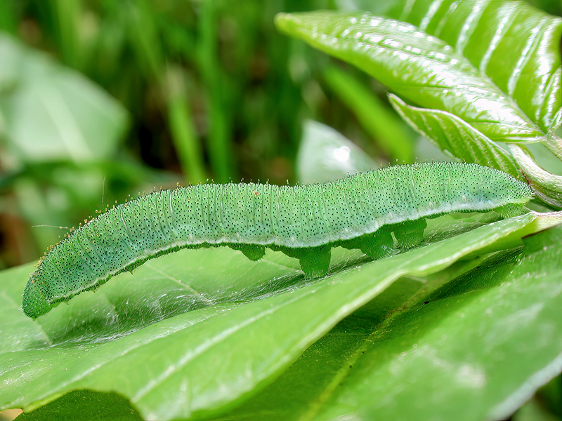 Gonepteryx rhamni (Raupe)