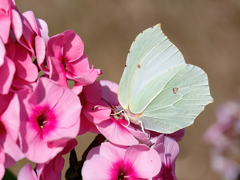 Gonepteryx rhamni (Weibchen)