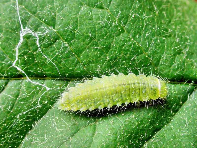 Gonioctena quinquepunctata (Larve)