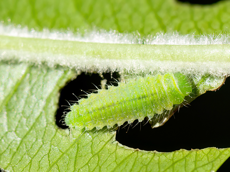 Gonioctena quinquepunctata (Larve)