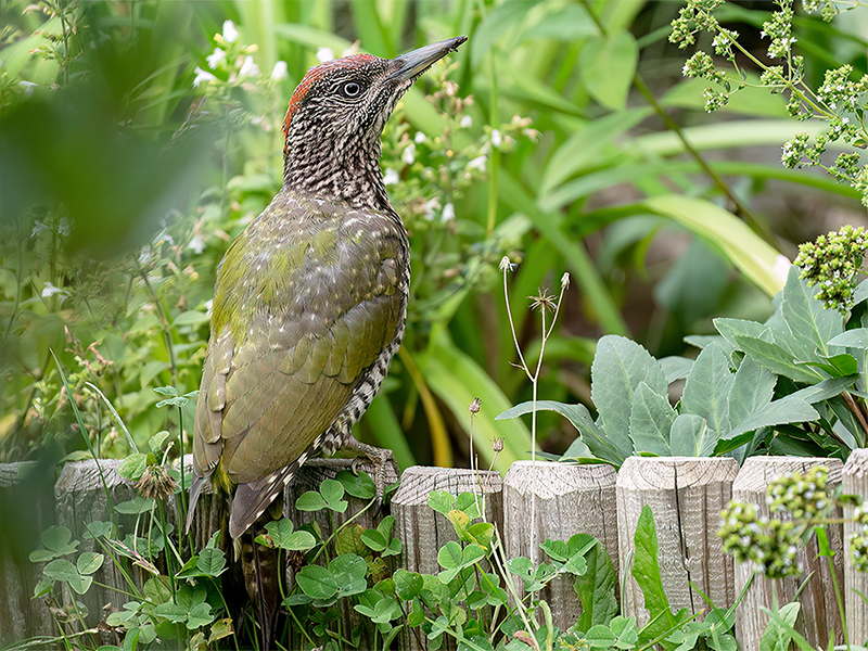 Grünspecht (Jungvogel)