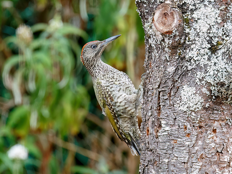 Grünspecht (Jungvogel)