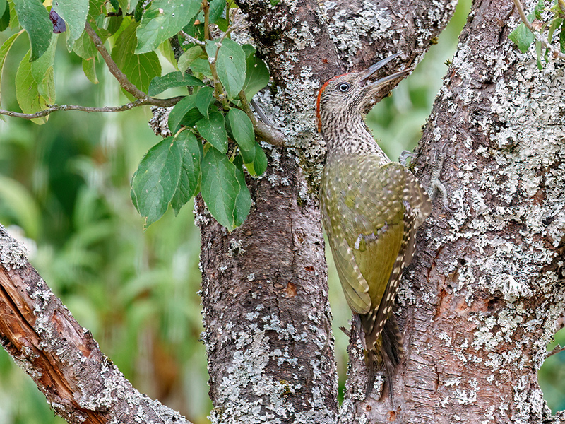Grünspecht (Jungvogel)