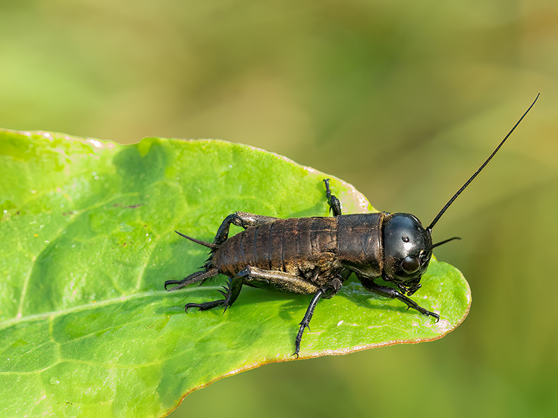 Gryllus campestris (Nymphe)