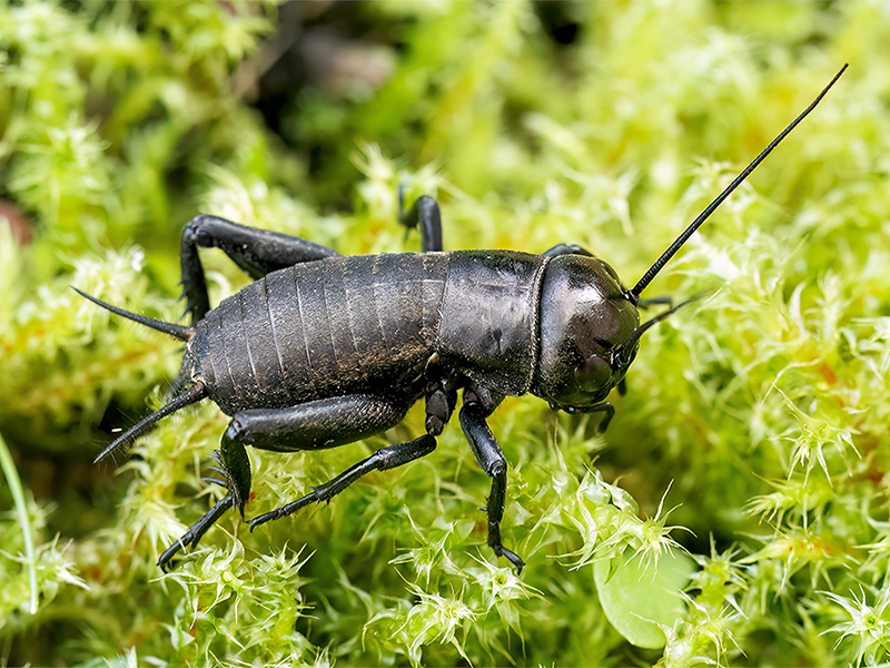 Gryllus campestris (Nymphe)