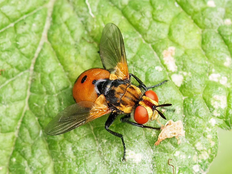 Gymnosoma rotundatum