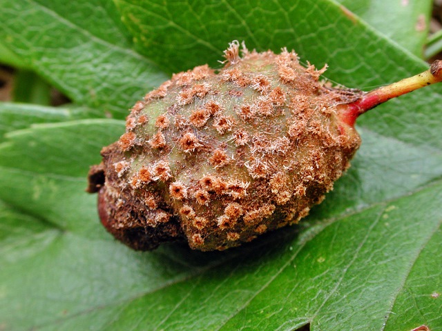 Gymnosporangium clavariiforme