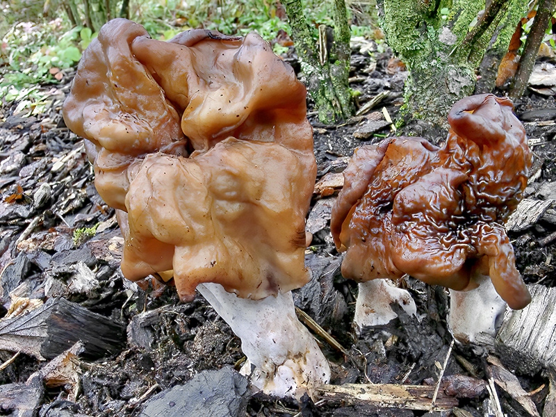 Gyromitra infula
