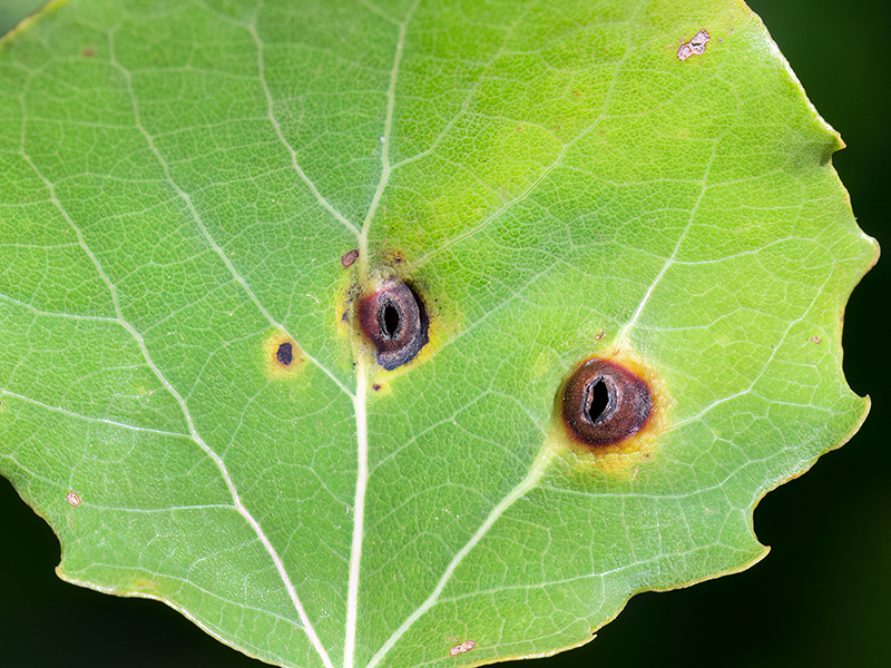 Harmandiola cavernosa (verlassene Galle)