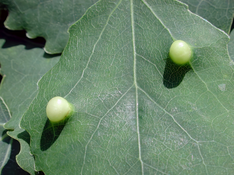 Harmandiola globuli