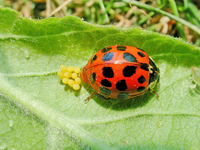 Harmonia axyridis (Farbvariante)