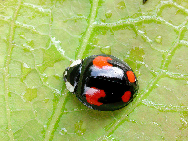 Harmonia axyridis (Farbvariante)