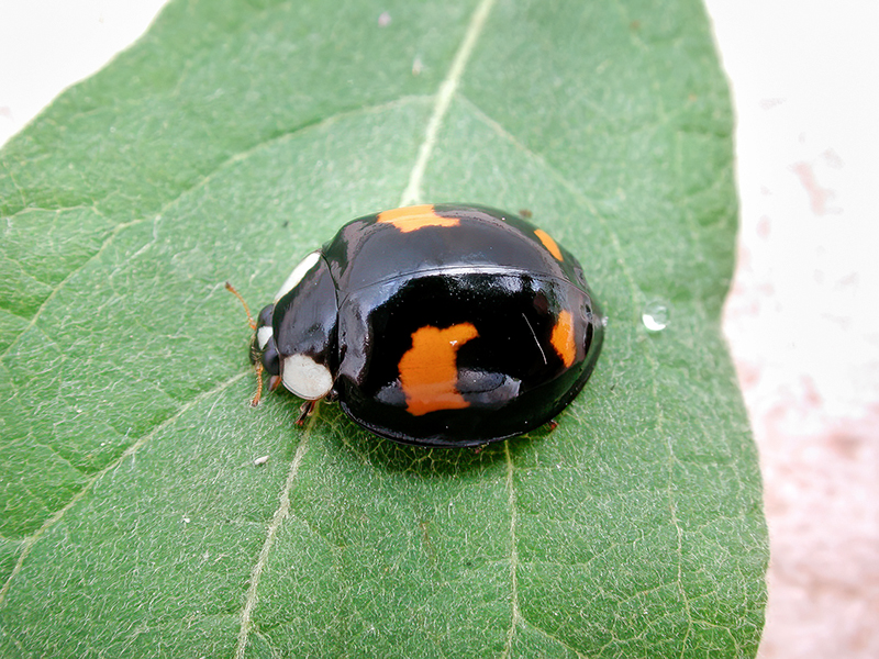 Harmonia axyridis (Farbvariante)