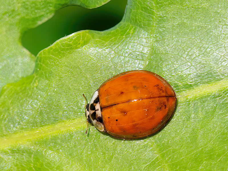 Harmonia axyridis (Farbvariante)