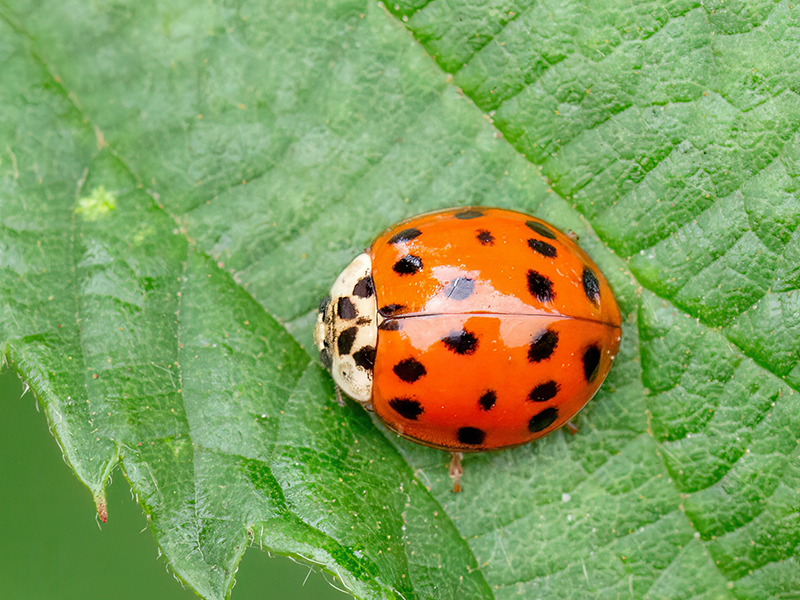 Harmonia axyridis (Farbvariante)