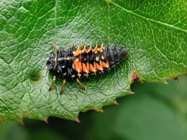 Harmonia axyridis (Larve)