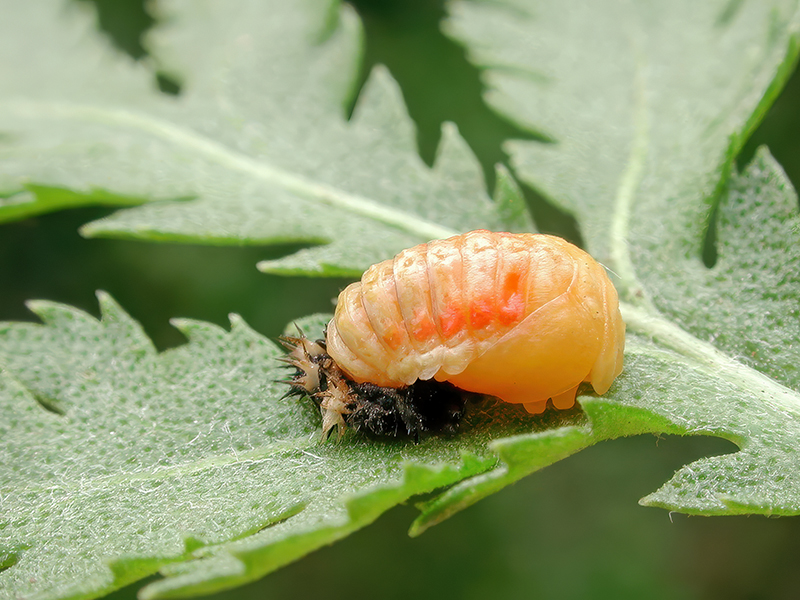 Harmonia axyridis (Puppe)