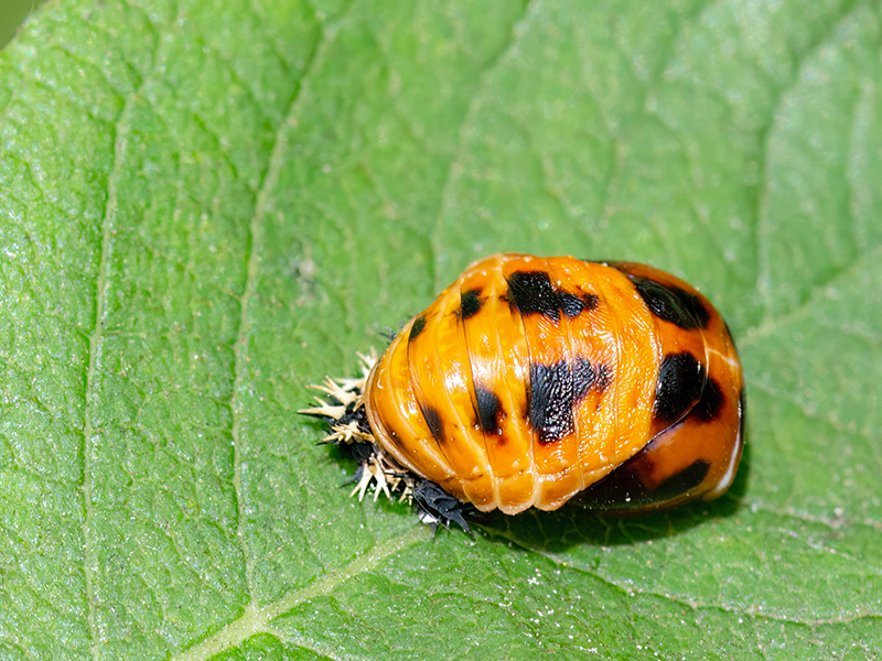 Harmonia axyridis (Puppe)