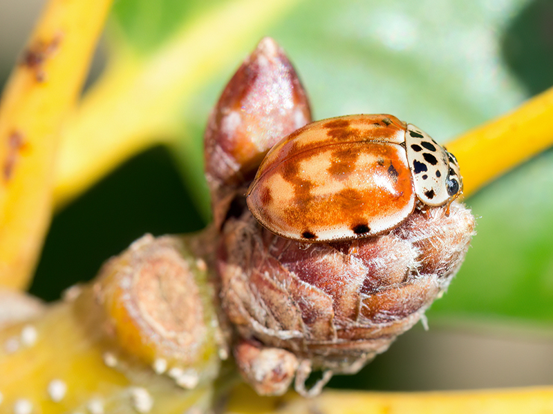 Harmonia quadripunctata