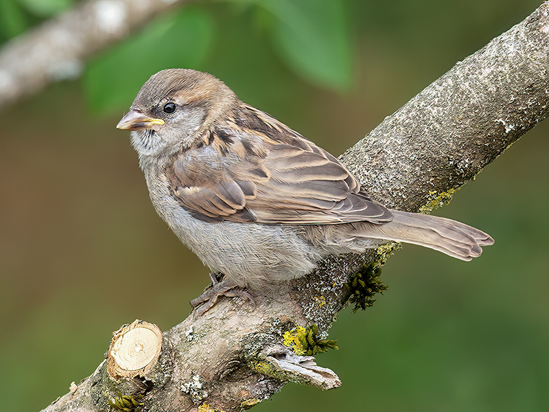 Haussperling (Jungvogel)