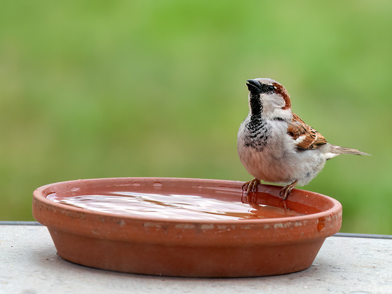 Haussperling (Männchen beim Trinken)