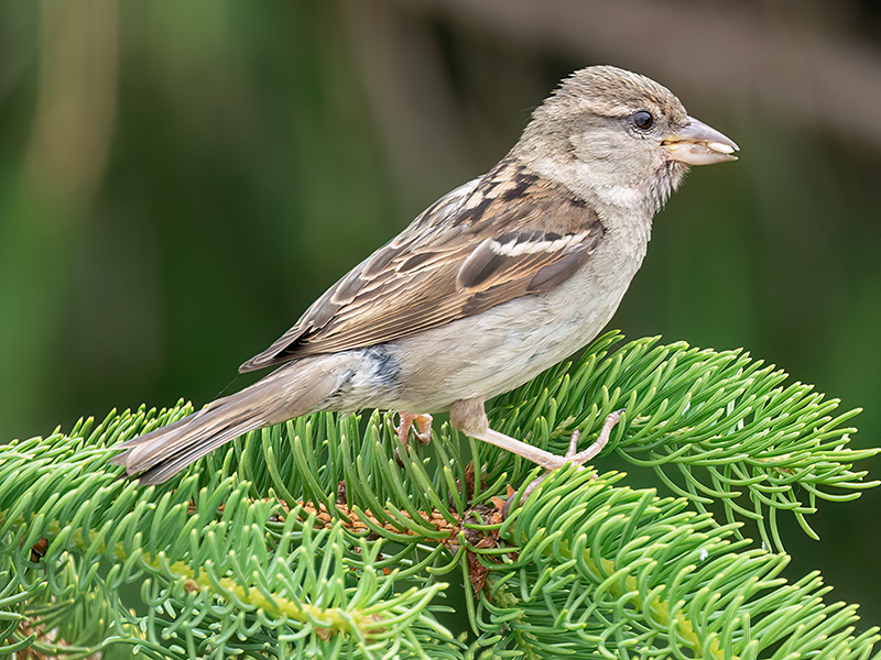 Haussperling (Weibchen)