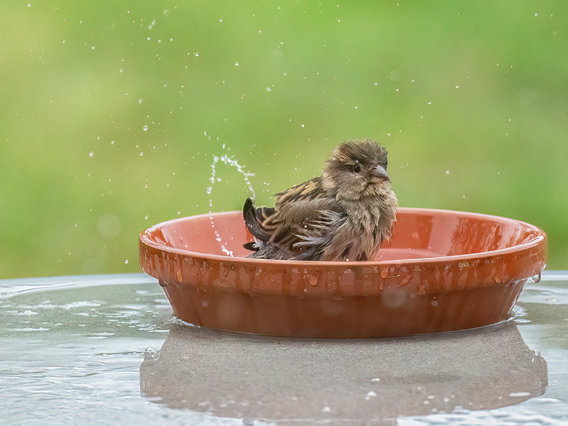 Haussperling (Weibchen beim Baden)