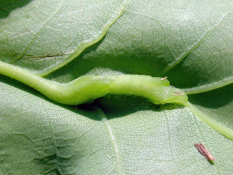 Heliozela sericiella