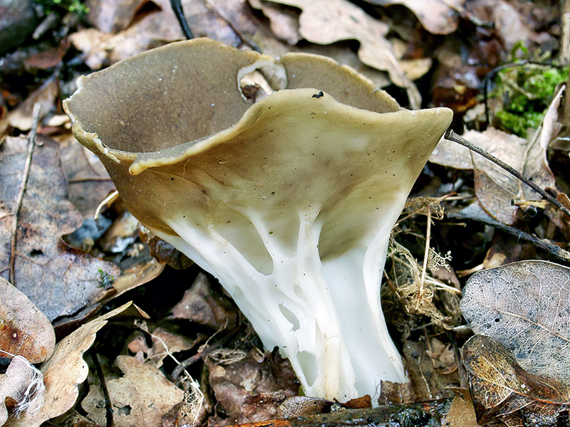 Helvella acetabulum