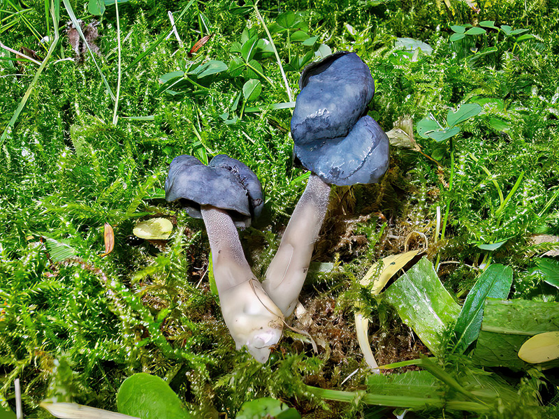 Helvella atra