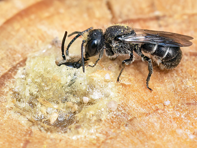 Heriades truncorum (Männchen)