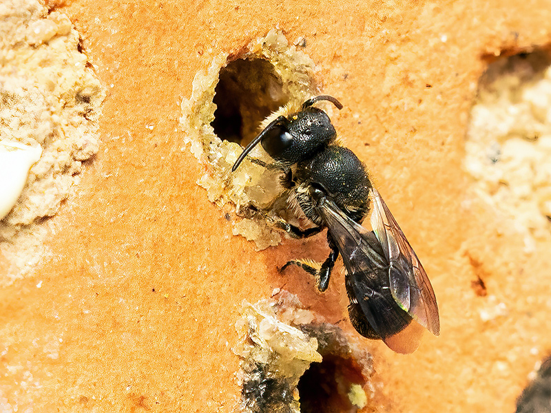 Heriades truncorum (Männchen)