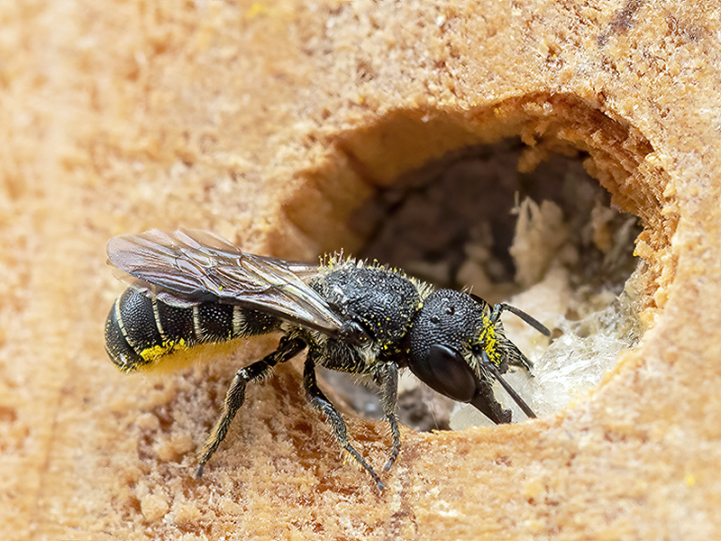 Heriades truncorum (Weibchen)