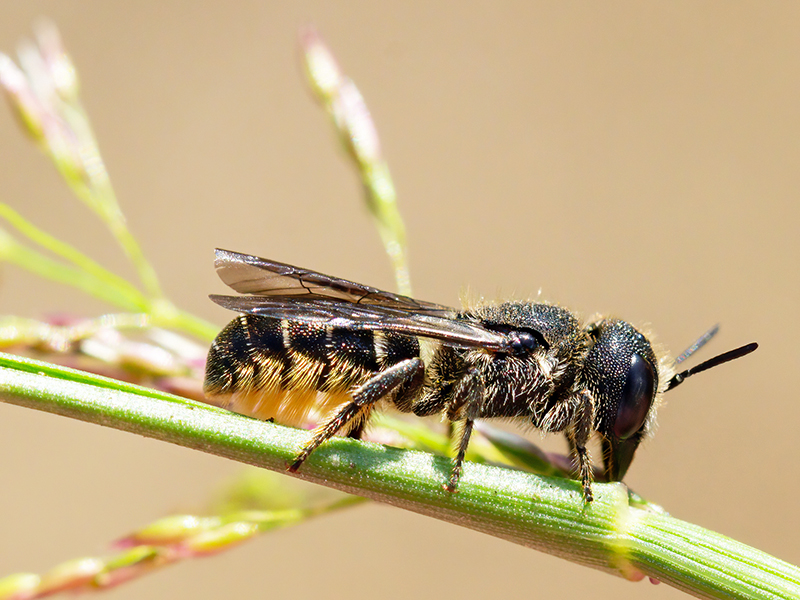 Heriades truncorum (Weibchen)