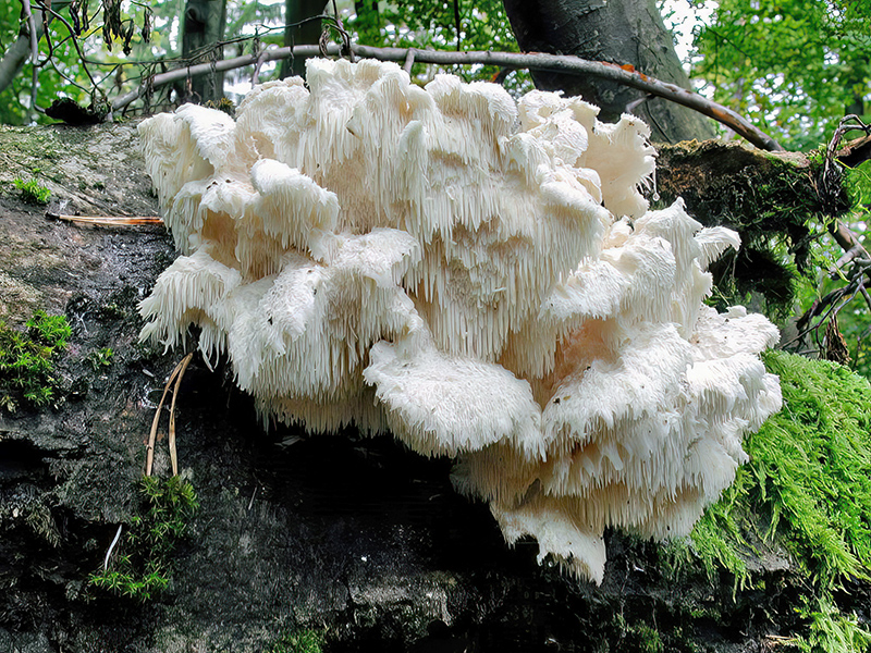 Hericium cirrhatum