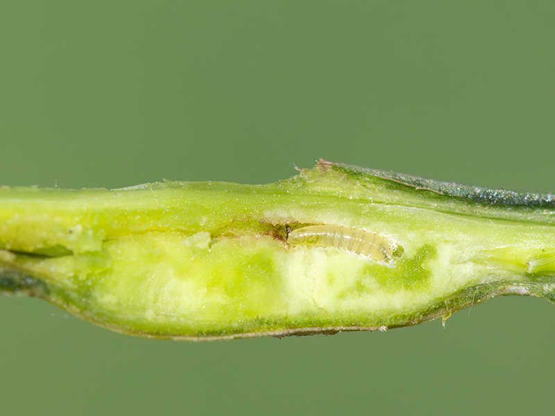 Hexomyza sarothamni (Larve)