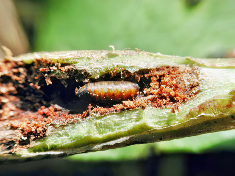Hexomyza sarothamni (Puppe)