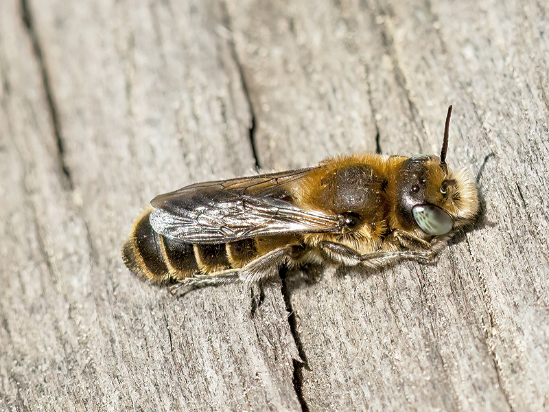 Hoplitis adunca (Männchen)
