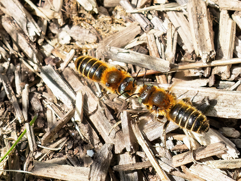 Hoplitis adunca (Kampf zweier Männchen)