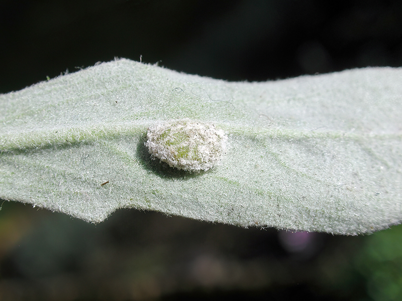 Hyaloperonospora galligena