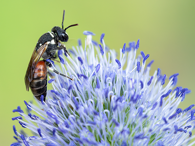 Hylaeus variegatus
