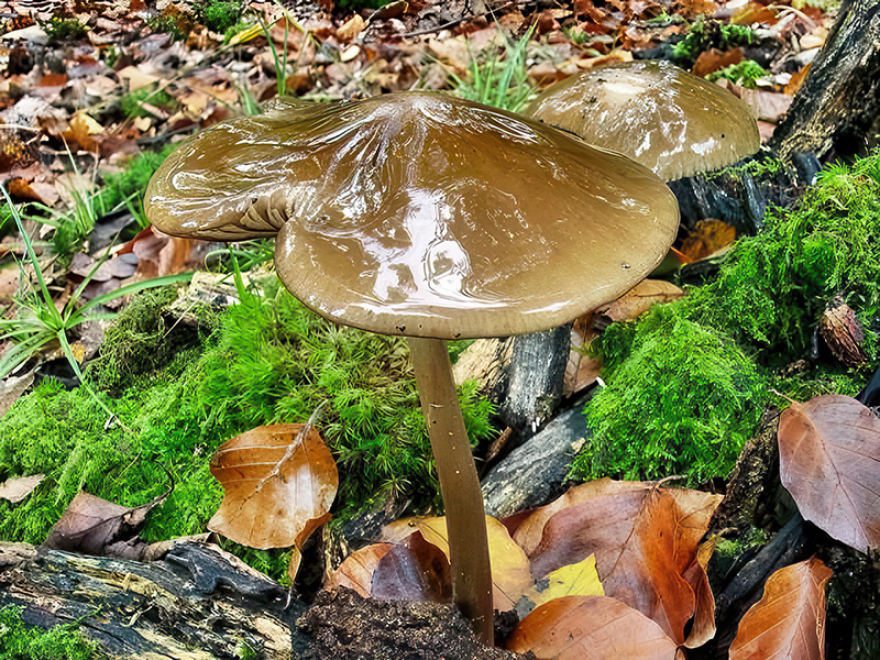 Hymenopellis radicata