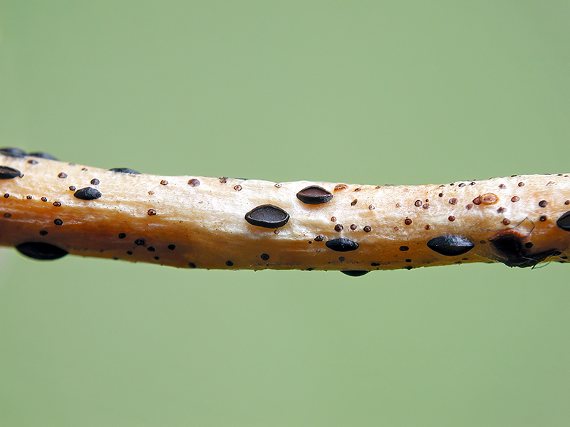 Hypoderma hederae
